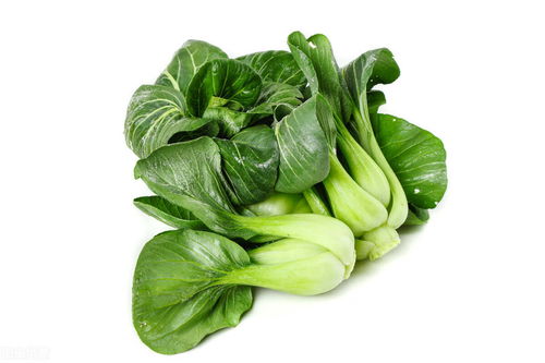 夏日蔬菜品种推荐