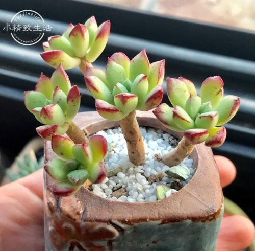 紫砂盆：高贵典雅