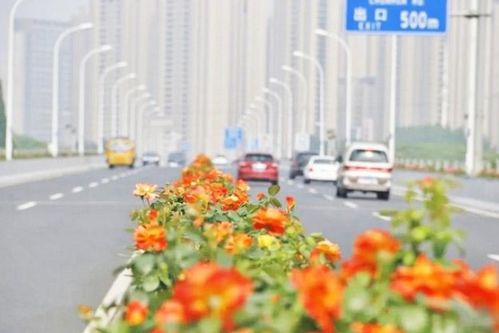 月季花开无锡太湖大道， 空中花廊美不胜收