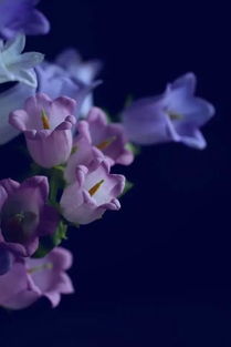 黄风铃花花语究竟蕴含着怎样的温馨与祝福