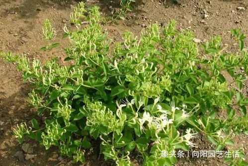 杏仁泡水催芽， 时间有讲究