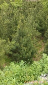 性价比哪家强？揭秘苗木基地大比拼