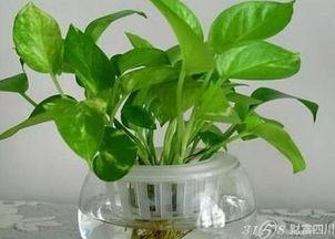 雾霾对植物的危害