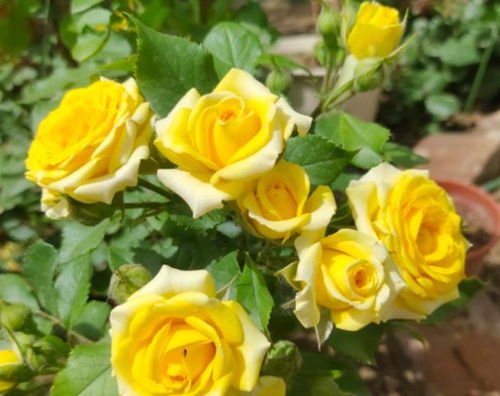 小苗大盆——空间配置不当