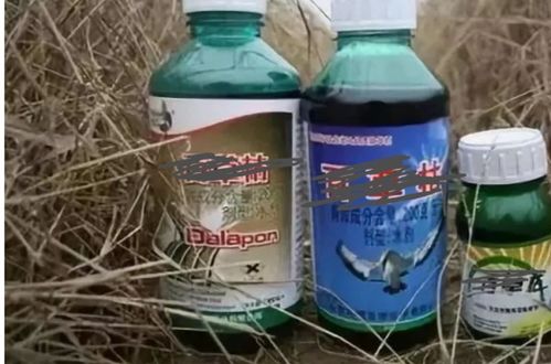 种菜前除草的重要性