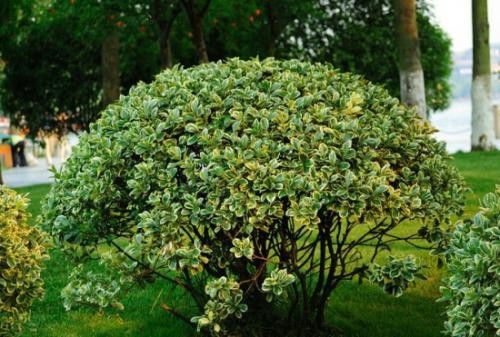 球形灌木的经济类树木品种大揭秘