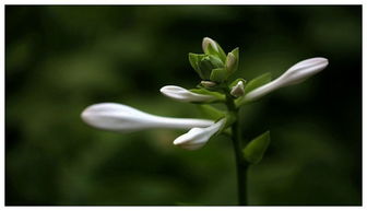 玉簪花落时那是个啥时辰呢？