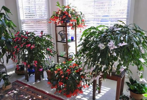 10月适合种植的植物