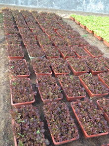 四、 冬季种植盆栽，温度管理是关键