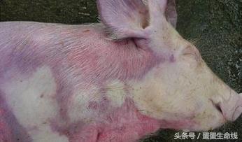 猪肺疫防控要点：加强饲养管理