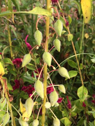 荠苨，你知道吗？