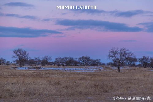 冬天里的绿洲：耐寒长青草的秘密