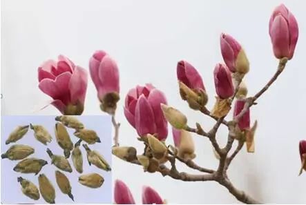 “哪朵花是花蕾？”