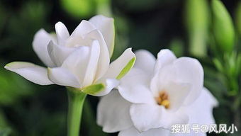 栀子花花苞掉落怎么办？如何挽救即将凋零的花朵