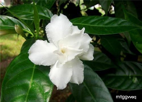盆栽假狗牙花如何养殖？养护技巧有哪些