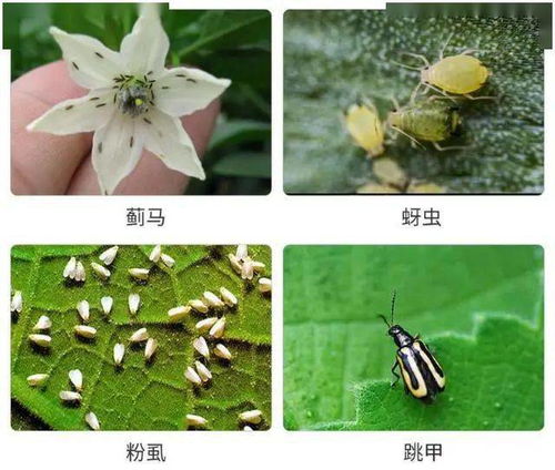 山东农药大揭秘：3万吨农药，哪些品种效果Zui佳？