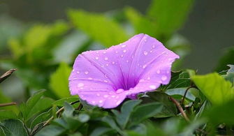 牵牛花——七彩桥， 连通天际