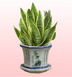 仙人指有哪些品种？高清大图带你认全常见款