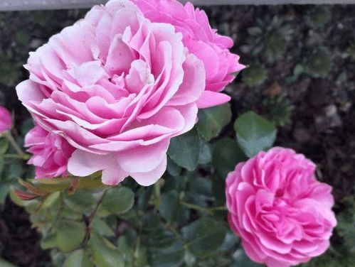 夏米安月季的花期有多长？