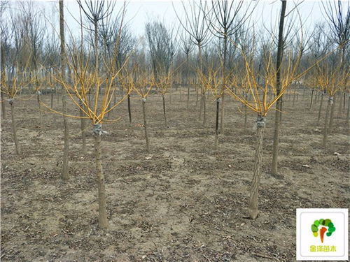 黄金槐种植的土壤要求