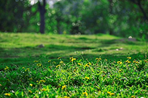 哪些耐旱草本植物在长沙秋天忒别合适？
