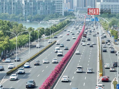临沂月季花：从街头巷尾到公园， 魅力四射的绿化新宠
