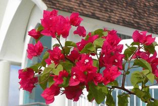 北方养三角梅，掌握“温湿度秘籍”，轻松开花爆盆！