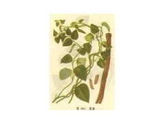 正品1根头部有多数疣状突起的茎痕及芽习称狮子盘头2根头部有致密的环状横纹向下渐稀疏有的达全长之半栽培品环状横纹少或无 党参真伪鉴别