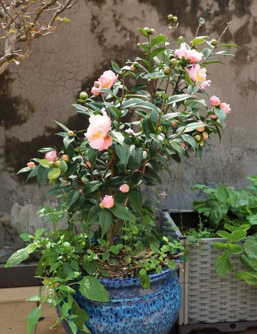 生长旺季的微调