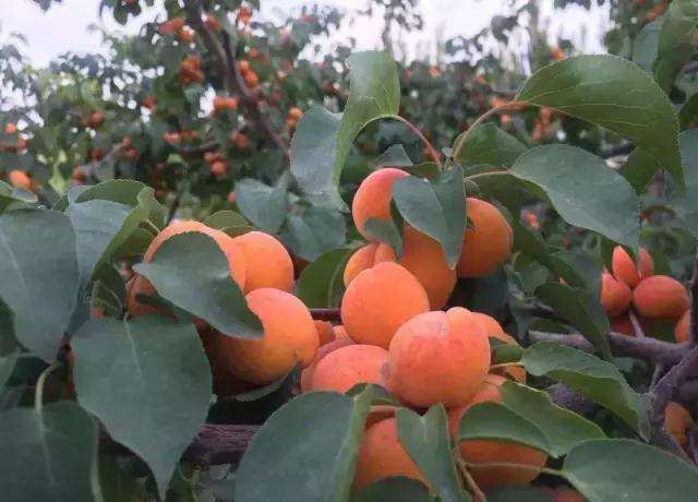 杏树种植的地域选择