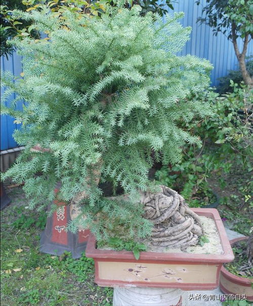 塔柏的适应嫩力与用途