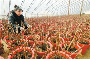 华北花卉南下难，华东种植三大生存法则揭秘