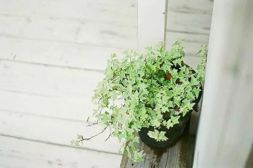 “茑萝室内搭架，如何巧妙嵌入绿植