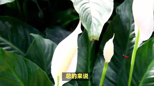 海芋花的花语与含义究竟蕴含着怎样的神秘寓意