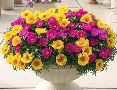 太阳花种子如何种植？请详细讲解太阳花养殖方法及注意事项