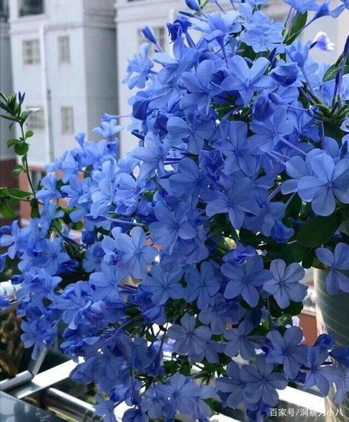 蓝雪花：秋剪后的惊人速度