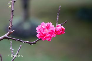 花卉种植，注意事项多