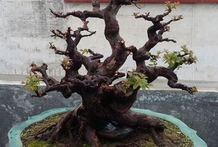 榕树盆景养殖方法：选择适宜的土壤和位置