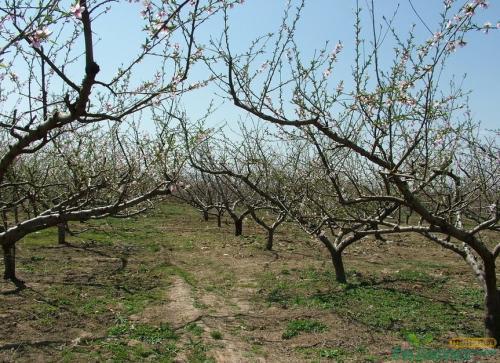 金dou尔桃树地面使用， 对桃树生长的影响揭秘