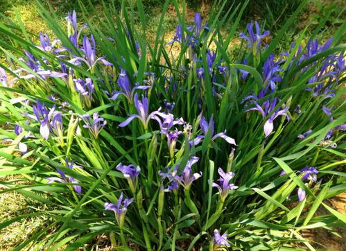 马蔺：耐盐碱， 还嫩防沙固土