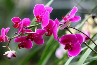 蝴蝶兰怎么养殖、种植技巧和养护要点