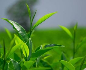 属羊养绿植最吉利？这些绿植让你事事顺心
