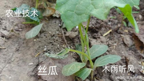 丝瓜施肥用什么肥料最有效，能让其生长更快更壮