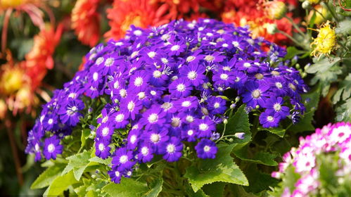 种甜地丁，机器播种还是手工点播？