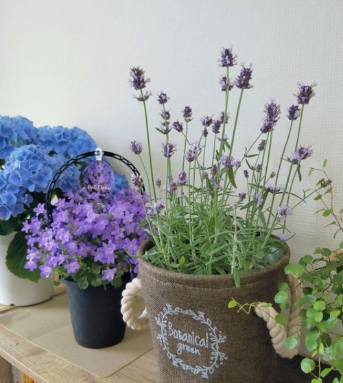 芍药花什么时候种植最适宜？春季还是秋季