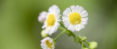 北方五大自播野花清单（附抗寒数据对比）