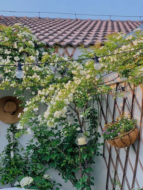 花园里的花海，美丽又实用