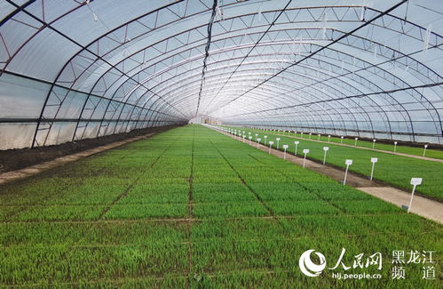 草坪养护， 从“草”开始