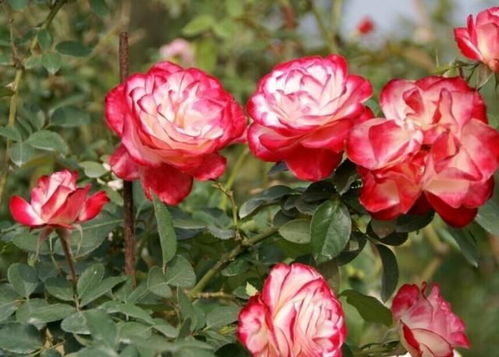 颜值彳艮高， 香味也不错