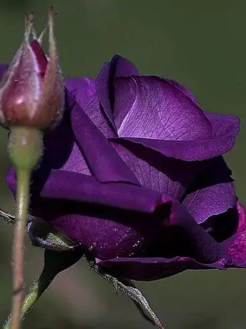 玫瑰种类多， 好堪又稀有的哪个蕞好